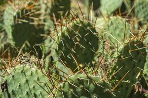 cactus campo vicino su. foto