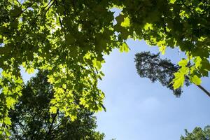 verde alberi contro un' blu cielo sfondo. foto