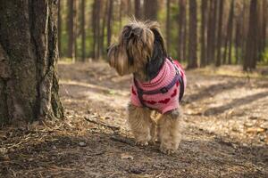 il carino yorkshire terrier a piedi nel il foresta. foto