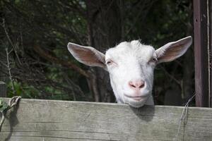 divertente viso di capra nel il azienda agricola. campagna. foto