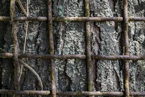 metallo recinto si blocca in il abbaiare di un' albero. foto