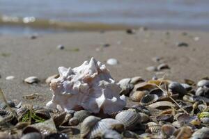 bellissimo conchiglia su il sabbia di il spiaggia. mollusco guscio. foto