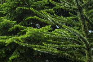 verde conifero alberi nel il giardino. vicino su. foto