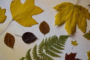 autunno le foglie su un' bianca di legno sfondo. luminosa modello. foto