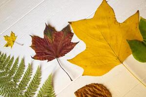 autunno le foglie su un' bianca di legno sfondo. luminosa modello. foto