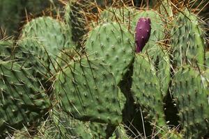 cactus campo vicino su. foto