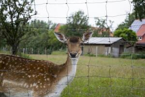 un' giovane cervo dietro a barre. vicino su. foto