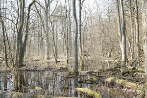 palude nel Kampinos foresta, Polonia foto