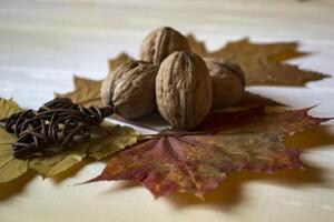 il Noci e autunno le foglie. bellissimo autunno sfondo. d'oro autunno. foto