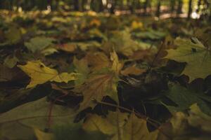 bellissimo autunno le foglie di acero, vicino su. foto