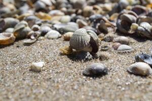 il conchiglie su il sabbia di il costa. vicino su. foto