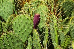 cactus campo vicino su. foto