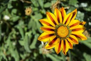 gazania fiore macro sparo. foto