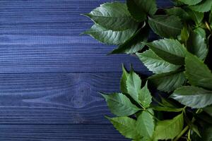 verde le foglie di selvaggio uva su un' buio blu di legno sfondo. foto