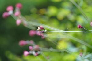 un' miele ape raccolta polline a partire dal fiore foto