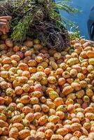 Figura frutta nel Marrakesh mercato nel Marocco foto