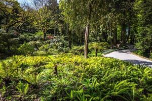 giardino di Eden giardino collocato nel sintra, Portogallo foto