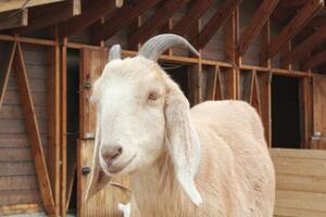 vicino su Visualizza di capra domestico animale a agriturismo. eco azienda agricola per latteria prodotti. latte capra nel stabile su azienda agricola. capra vicino un' fienile su campagna. bestiame agricoltura. naturale ecologico agricoltura concetto foto