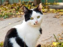 bellissimo gatto bianco-nero, gattino carino foto