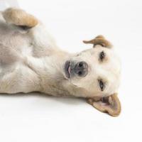 felice, curioso cane di razza mista, isolato su uno sfondo bianco foto