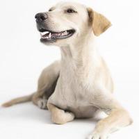 felice, curioso cane di razza mista, isolato su uno sfondo bianco foto