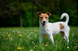 carino cane a piedi a verde erba. Jack russell terrier ritratto all'aperto foto