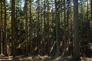 bellissimo foresta paesaggio con verde alberi nel estate giorno foto