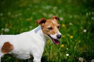 carino cane a piedi a verde erba. Jack russell terrier ritratto all'aperto foto