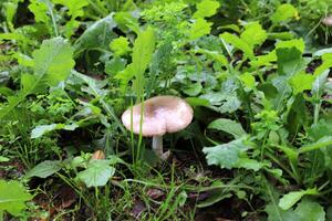 fungo velenoso funghi crescere nel un' radura nel un' città parco. foto