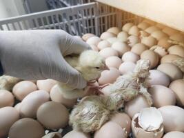 qualità controllo dai un'occhiata e ispezione un' neonato pulcino emerge a partire dal il uovo conchiglia e portelli nel il pollo incubatoio. foto