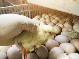 qualità controllo dai un'occhiata e ispezione un' neonato pulcino emerge a partire dal il uovo conchiglia e portelli nel il pollo incubatoio. foto