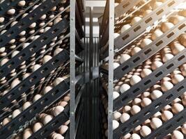 tecnologia di vivaio incubazione macchina per uova pollo, pollo Nato processi su il vivaio produzione. tratteggio uova su il incubazione macchina. foto