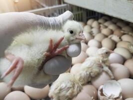 qualità controllo dai un'occhiata e ispezione un' neonato pulcino emerge a partire dal il uovo conchiglia e portelli nel il pollo incubatoio. foto