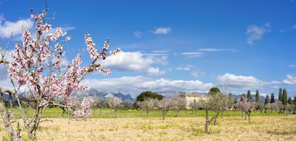 primavera risveglio. mandorla fiori adornare il campagna foto