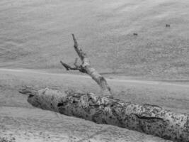 spiaggia nel Polonia foto