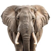 ai generato un elefante con zanne in piedi nel davanti di un' bianca sfondo foto