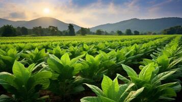 ai generato campo di alto tabacco impianti pronto per raccogliere foto