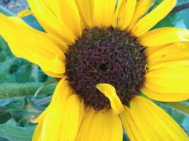 avvicinamento di un' girasole in crescita nel un' campo di girasoli foto