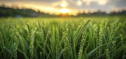 ai generato biologico riso agricoltura, selettivo messa a fuoco su orecchio di riso nel lussureggiante verde risaia campo, riflettendo il bellezza di pianta coltivazione nel Asia. foto