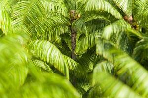 lussureggiante verde palma fronde avvicinamento foto