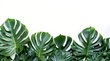 ai generato piatto posare di Monstera le foglie composizione su bianca sfondo. foto