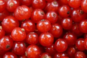 rosso ribes frutti di bosco come un' sfondo. avvicinamento sparo. foto