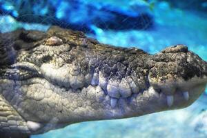 un' grande coccodrillo sommerso nel blu acqua, visibile bilancia e denti, sereno acquatico ambiente. orizzontale foto