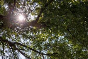 un' basso angolo sfondo Visualizza di albero rami laden con le foglie. foto