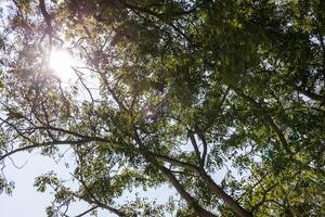 un' basso angolo sfondo Visualizza di albero rami laden con le foglie. foto