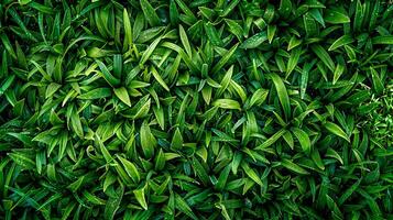 ai generato fresco rugiada su vivace verde le foglie foto