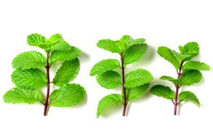 menta foglia. fresco menta su bianca sfondo. menta le foglie isolato. erba e medicina sfondo foto