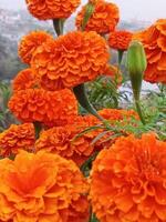 bellissimo fioritura fiore nel giardino foto