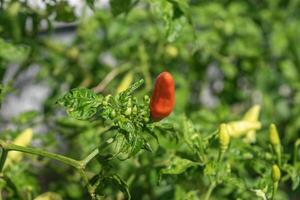 peperoncini quello siamo maturo con un' arrossire rosso colore contro un' sfondo di peperoncini quello non ancora completamente maturo foto