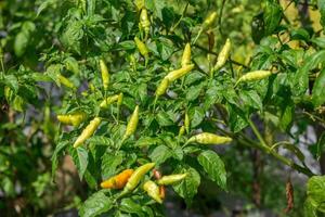 un' chili pianta con suo frutta di partenza per crescere foto